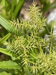 Cyperus hermaphroditus