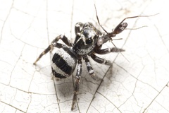 Corythalia argentinensis