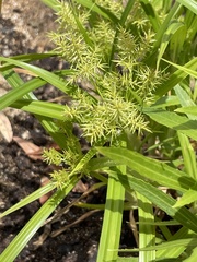 Cyperus hermaphroditus