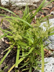 Cyperus hermaphroditus