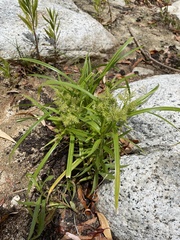 Cyperus hermaphroditus