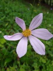Cosmos diversifolius
