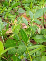 Cosmos diversifolius
