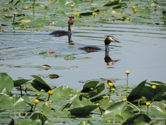 Podiceps cristatus