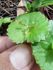 Micropleura renifolia