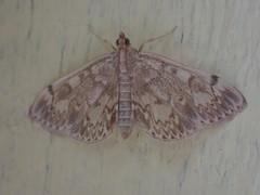 Anania coronata