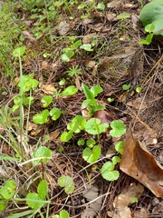 Micropleura renifolia