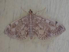 Anania coronata