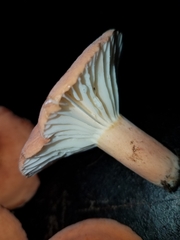 Lactifluus hygrophoroides