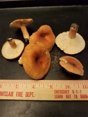 Lactifluus hygrophoroides