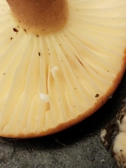 Lactifluus hygrophoroides