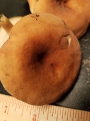 Lactifluus hygrophoroides