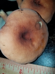Lactifluus hygrophoroides
