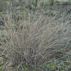 Eragrostis australasica
