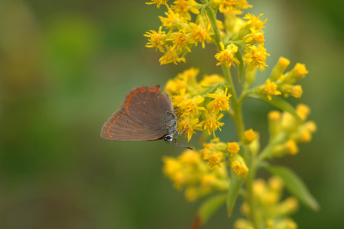 Satyrium titus occidentalis