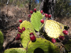 Opuntia sierralagunensis