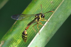 Eustenogaster micans