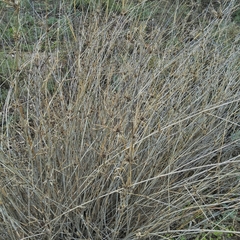 Eragrostis australasica
