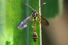 Eustenogaster micans