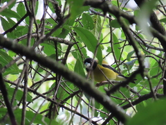 Coccothraustes abeillei