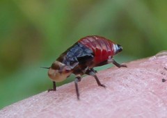 Aphrophora permutata