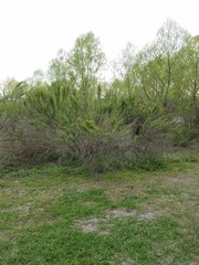 Myricaceae