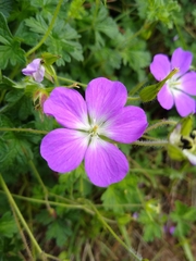 Geranium goldmanii