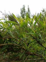 Myricaceae