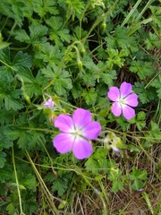 Geranium goldmanii
