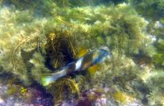 Notolabrus tetricus