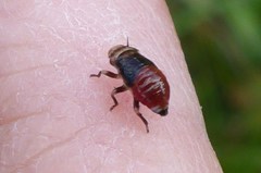 Aphrophora permutata