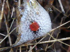 Aphrophora permutata