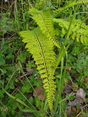 Myriopteris notholaenoides