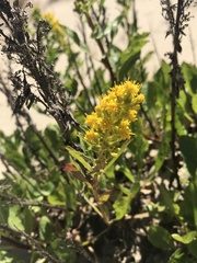 Solidago spathulata spathulata