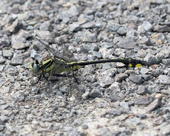 Gomphurus fraternus