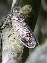Diceroprocta texana