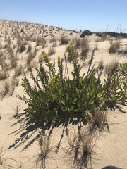 Solidago spathulata spathulata