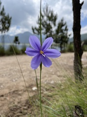 Tigridia longispatha