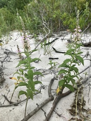 Teucrium canadense occidentale
