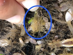 Fiona pinnata