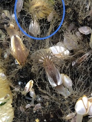 Fiona pinnata