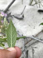 Teucrium canadense occidentale