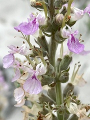 Teucrium canadense occidentale