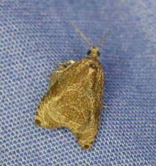 Olethreutes exoletum