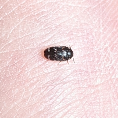 Trogoderma glabrum