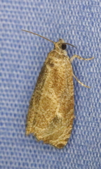 Olethreutes exoletum