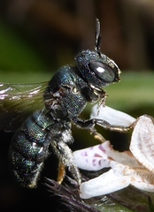 Ceratina unimaculata