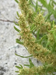 Rumex persicarioides