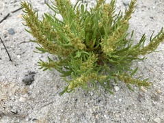 Rumex persicarioides