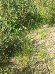 Calamagrostis inexpansa